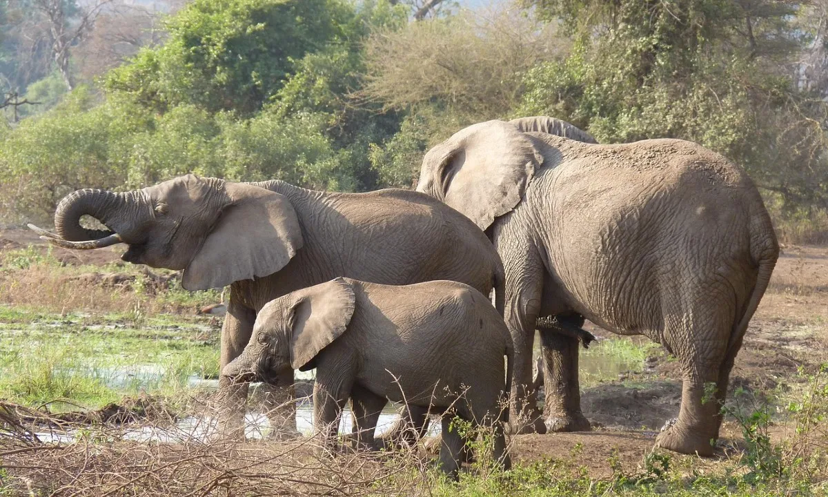 Hart meditatie retraite met Safari  - retraite safari.