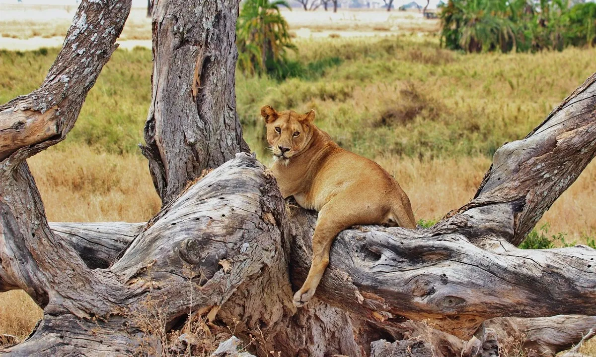 Hart meditatie retraite met Safari  - safari reizen.