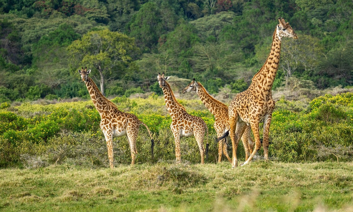 Wandelsafari Mannen retreat - tanzania retreats 