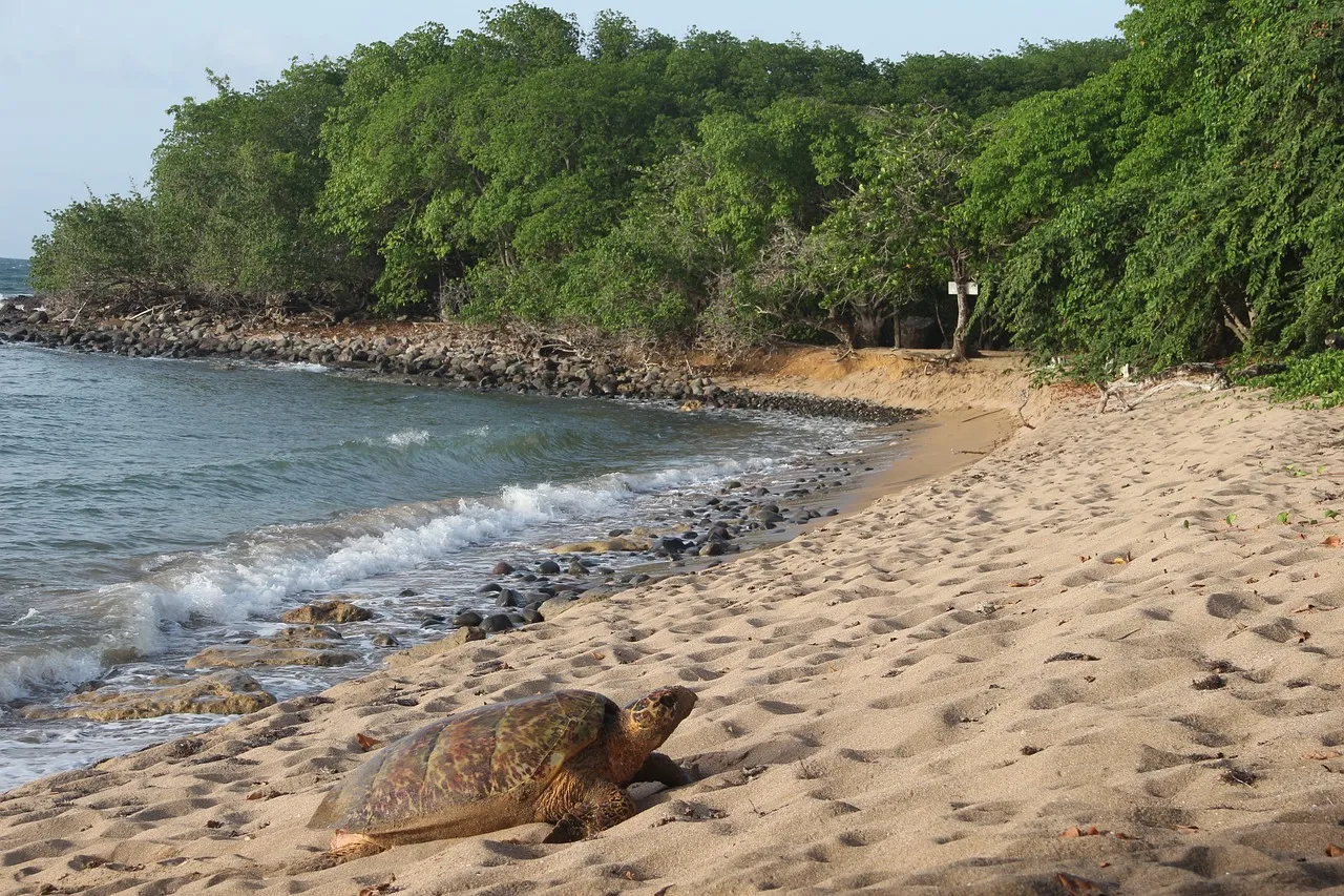 Meezeilreis Caraïben - Guadeloupe - Iles de Saintes - 20.