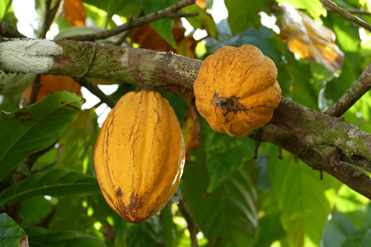 Meezeilreis Caraïben - Guadeloupe - Iles de Saintes - 22.