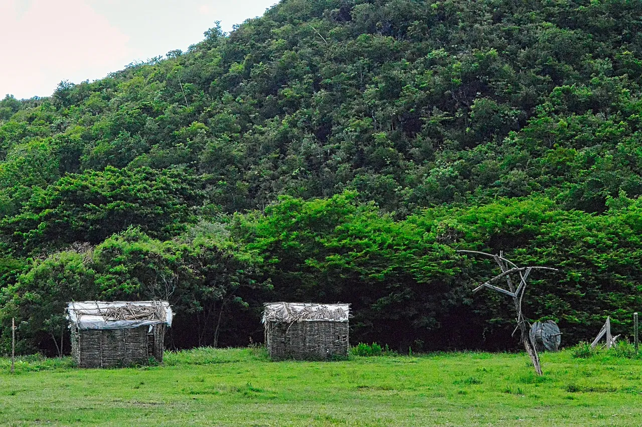 Meezeilreis Caraïben - Guadeloupe - Iles de Saintes - martinique pixabay  roses street groen.