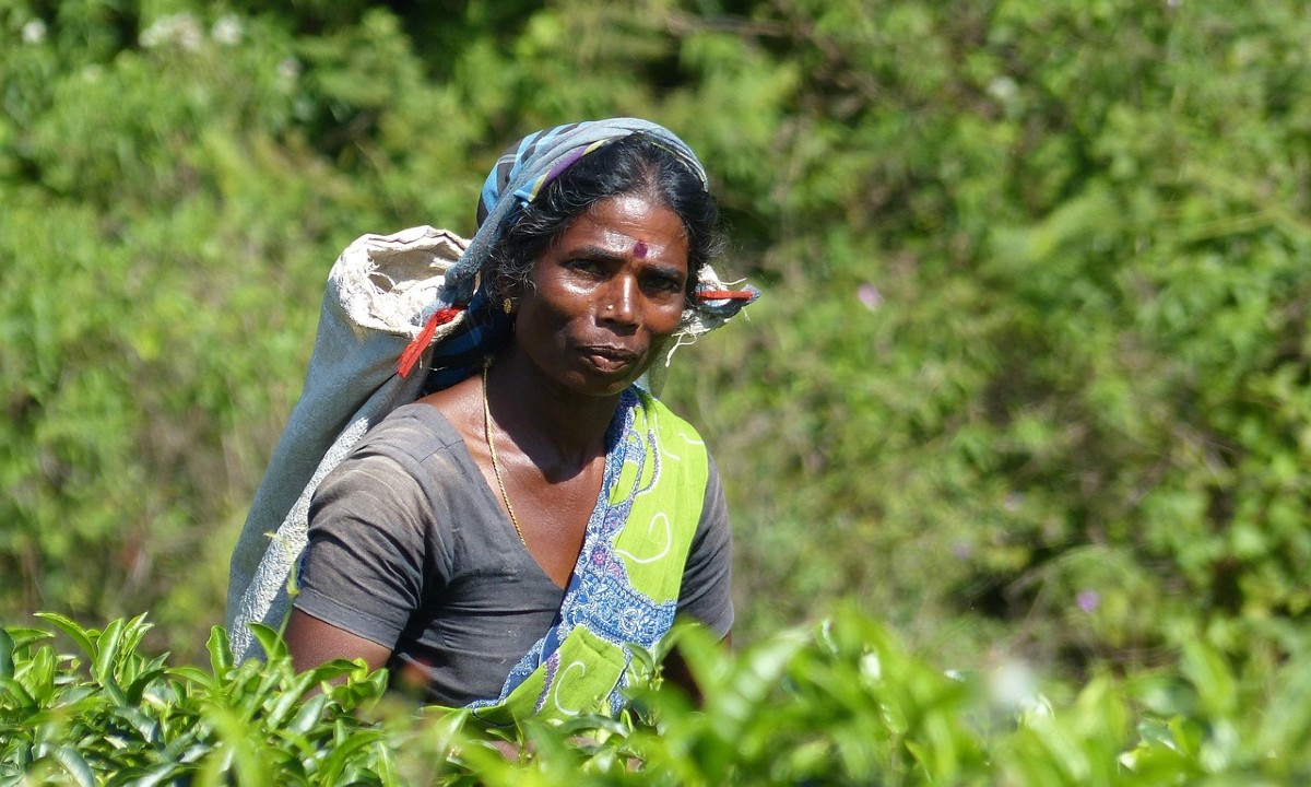 Ontdek Sri Lanka, bekijk de rondreis