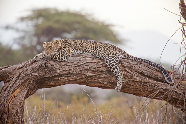 Wandel Safari reis voor Mannen Tanzania