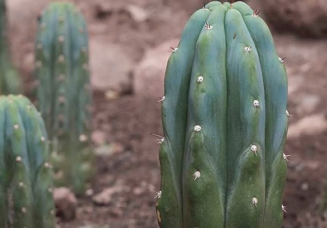 Wat is een San Pedro Ceremonie?